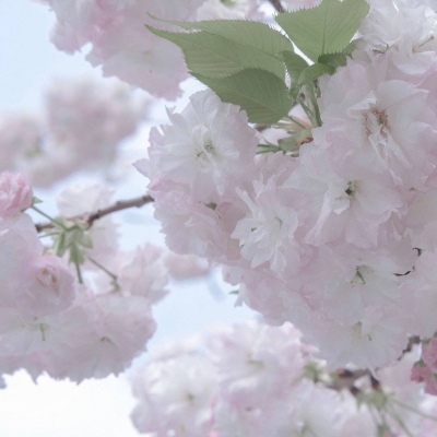 洛阳FurryQQ群介绍